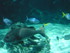 A COMME AQUARIUM (3) - LA ROCH