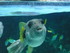 A COMME AQUARIUM (3) - LA ROCH