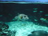 A COMME AQUARIUM (3) - LA ROCH