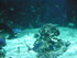 A COMME AQUARIUM (3) - LA ROCH