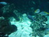 A COMME AQUARIUM (3) - LA ROCH