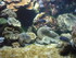 A COMME AQUARIUM (3) - LA ROCH
