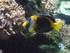 A COMME AQUARIUM (3) - LA ROCH