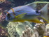 A COMME AQUARIUM (3) - LA ROCH