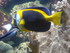 A COMME AQUARIUM (3) - LA ROCH