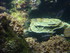 A COMME AQUARIUM (3) - LA ROCH
