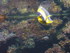 A COMME AQUARIUM (3) - LA ROCH
