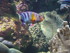 A COMME AQUARIUM (3) - LA ROCH