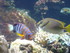 A COMME AQUARIUM (3) - LA ROCH