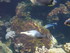 A COMME AQUARIUM (3) - LA ROCH