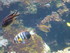A COMME AQUARIUM (3) - LA ROCH