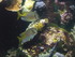A COMME AQUARIUM (3) - LA ROCH