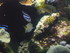 A COMME AQUARIUM (3) - LA ROCH
