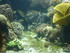 A COMME AQUARIUM (3) - LA ROCH