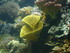 A COMME AQUARIUM (3) - LA ROCH
