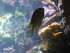 A COMME AQUARIUM (4) - LA ROCH