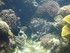 A COMME AQUARIUM (4) - LA ROCH