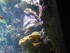 A COMME AQUARIUM (4) - LA ROCH