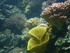 A COMME AQUARIUM (4) - LA ROCH