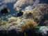 A COMME AQUARIUM (4) - LA ROCH