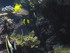 A COMME AQUARIUM (4) - LA ROCH