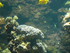 A COMME AQUARIUM (4) - LA ROCH