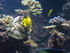 A COMME AQUARIUM (4) - LA ROCH