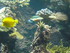 A COMME AQUARIUM (4) - LA ROCH