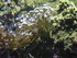 A COMME AQUARIUM (4) - LA ROCH
