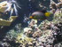 A COMME AQUARIUM (4) - LA ROCH