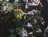 A COMME AQUARIUM (4) - LA ROCH