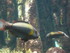 A COMME AQUARIUM (4) - LA ROCH