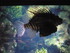 A COMME AQUARIUM (4) - LA ROCH
