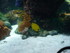 A COMME AQUARIUM (4) - LA ROCH