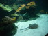 A COMME AQUARIUM (4) - LA ROCH