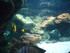A COMME AQUARIUM (4) - LA ROCH