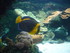 A COMME AQUARIUM (4) - LA ROCH