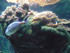 A COMME AQUARIUM (4) - LA ROCH