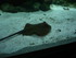 A COMME AQUARIUM (5) - LA ROCH