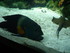 A COMME AQUARIUM (5) - LA ROCH