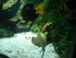 A COMME AQUARIUM (5) - LA ROCH