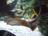 A COMME AQUARIUM (5) - LA ROCH