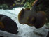 A COMME AQUARIUM (5) - LA ROCH