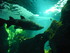A COMME AQUARIUM (5) - LA ROCH