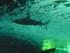A COMME AQUARIUM (5) - LA ROCH