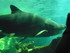A COMME AQUARIUM (5) - LA ROCH