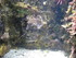 A COMME AQUARIUM (5) - LA ROCH
