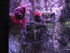 A COMME AQUARIUM (5) - LA ROCH