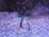 A COMME AQUARIUM (5) - LA ROCH