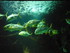 A COMME AQUARIUM (5) - LA ROCH